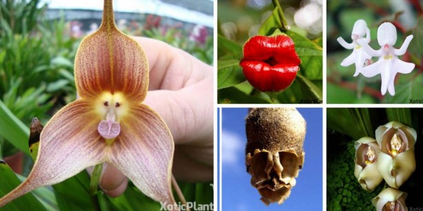 Foto - İşte, hayatınızda belki de hiç görmediğiniz ilginç bitki türleri