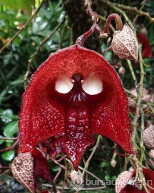 Foto - İşte, hayatınızda belki de hiç görmediğiniz ilginç bitki türleri