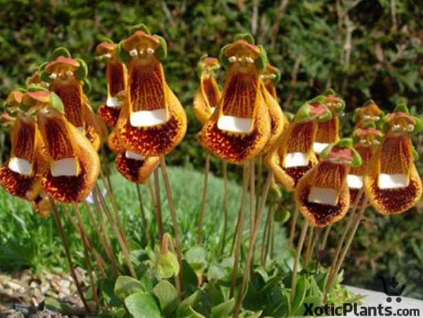 Foto - İşte, hayatınızda belki de hiç görmediğiniz ilginç bitki türleri