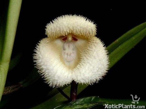 Foto - İşte, hayatınızda belki de hiç görmediğiniz ilginç bitki türleri