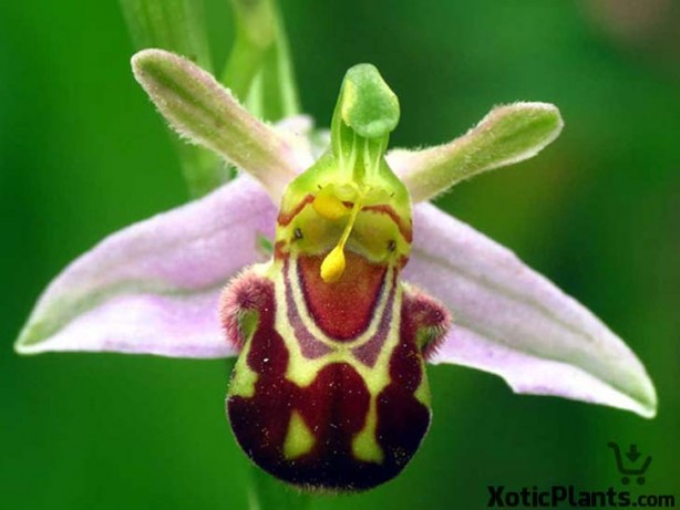 Foto - İşte, hayatınızda belki de hiç görmediğiniz ilginç bitki türleri
