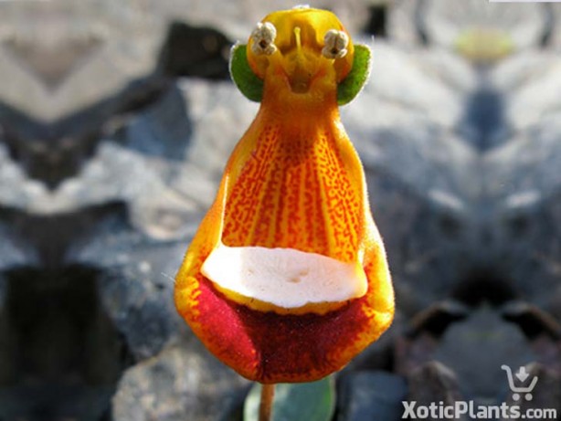 Foto - İşte, hayatınızda belki de hiç görmediğiniz ilginç bitki türleri