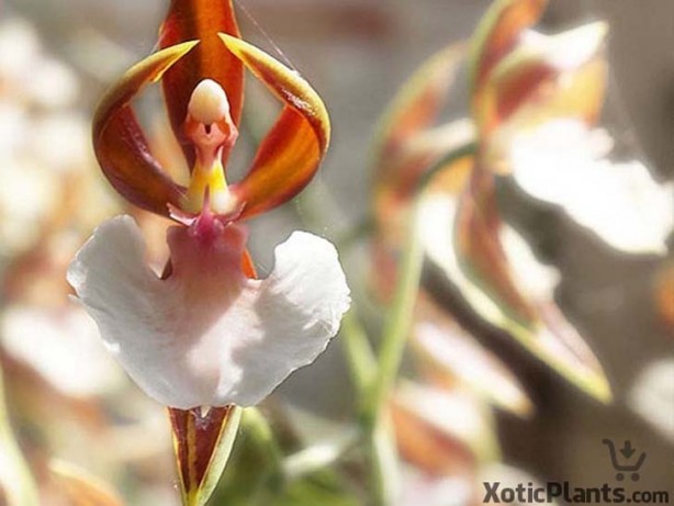 Foto - İşte, hayatınızda belki de hiç görmediğiniz ilginç bitki türleri
