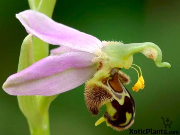 Foto - İşte, hayatınızda belki de hiç görmediğiniz ilginç bitki türleri