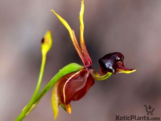 Foto - İşte, hayatınızda belki de hiç görmediğiniz ilginç bitki türleri
