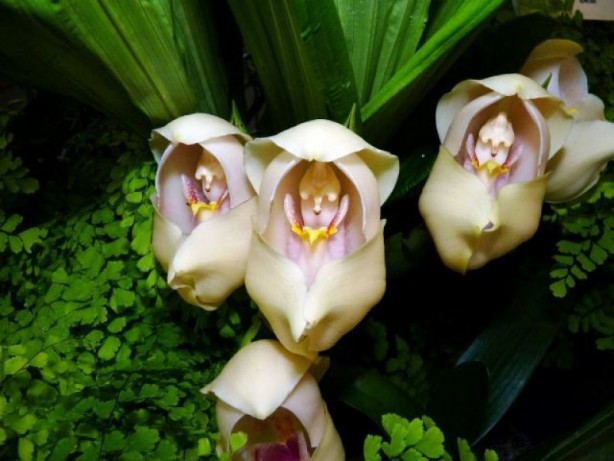 Foto - İşte, hayatınızda belki de hiç görmediğiniz ilginç bitki türleri