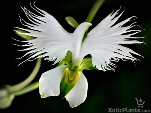 Foto - İşte, hayatınızda belki de hiç görmediğiniz ilginç bitki türleri