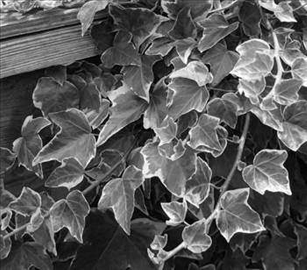 Foto - İşte bir zamanlar Türkiye'nin modası