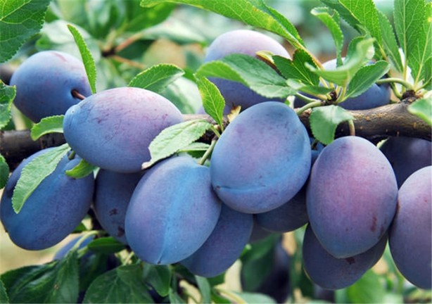 Foto - İşte böbreklere iyi gelen besinler