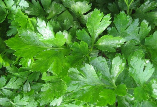 Foto - İşte böbreklere iyi gelen besinler