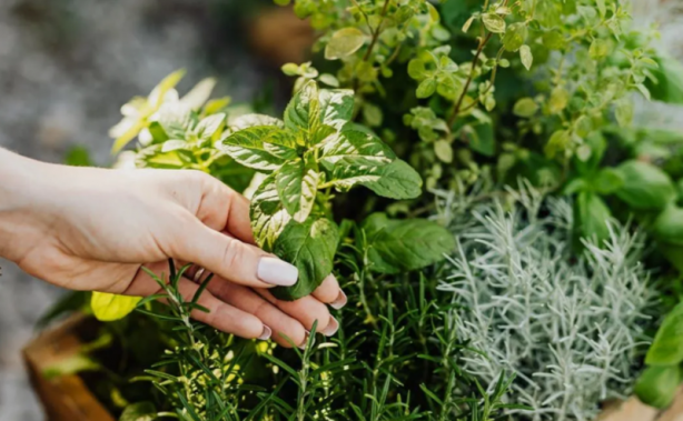 Foto - İşte böbrekleri temizleyen en etkili gıdalar