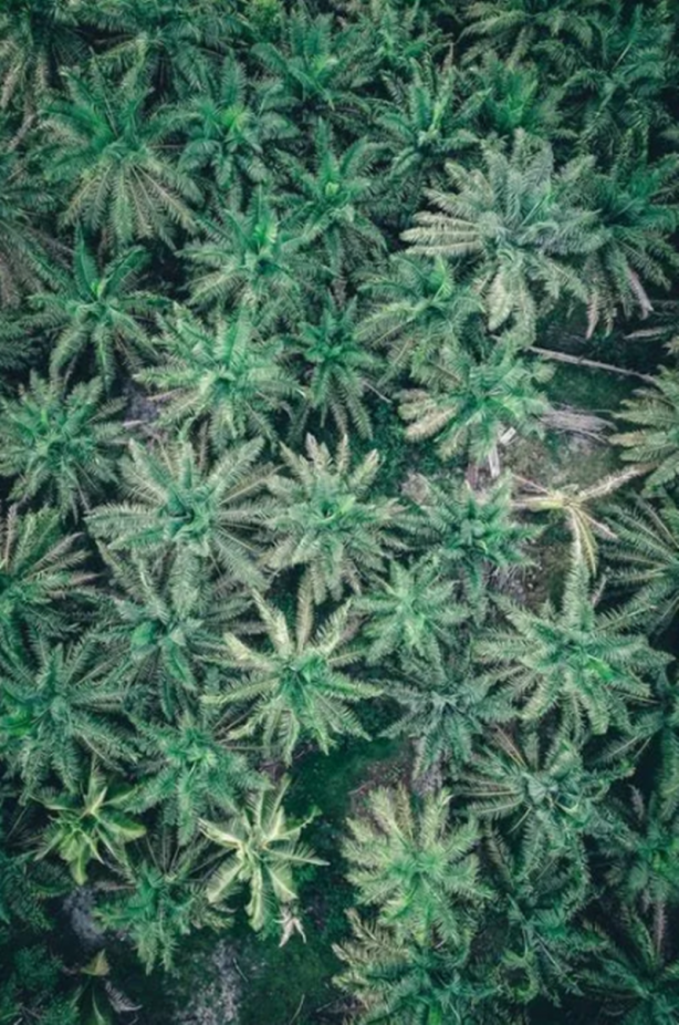 Foto - İşte böbrekleri temizleyen en etkili gıdalar