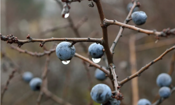 Foto - İşte böbrekleri temizleyen en etkili gıdalar