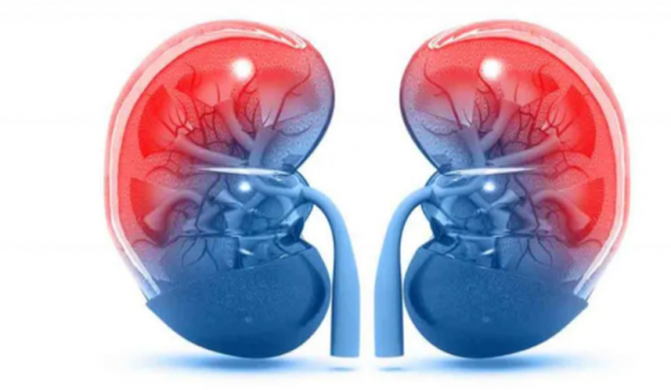 İşte böbrekleri temizleyen en etkili gıdalar