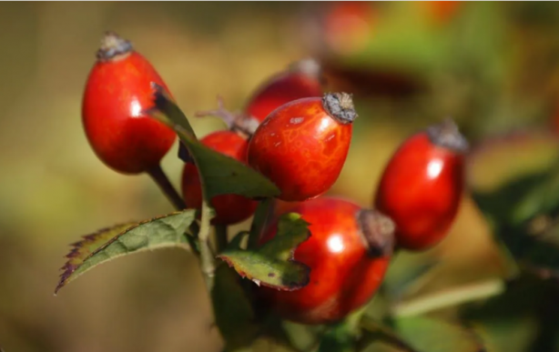 Foto - İşte böbrekleri temizleyen en etkili gıdalar