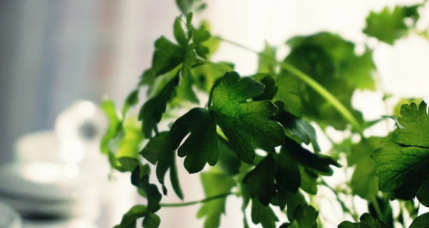 Foto - İşte böbrekleri temizleyen en etkili gıdalar