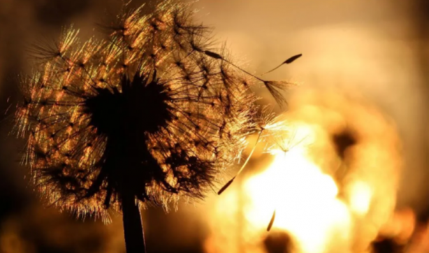 Foto - İşte böbrekleri temizleyen en etkili gıdalar