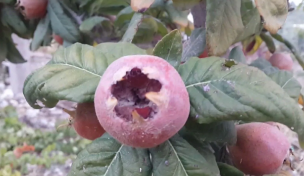 Foto - İşte böbrekleri temizleyen en etkili gıdalar