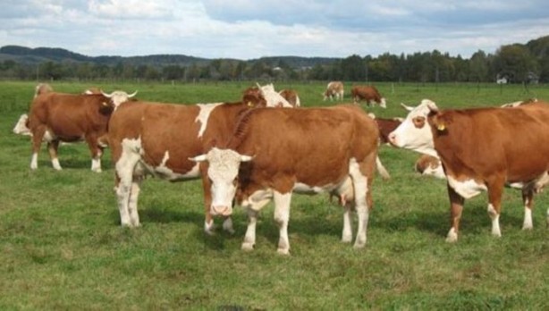 Foto - İşte bu hiç beklenmiyordu! Süt ve süt ürünleri üreten Türk devi iflas etti