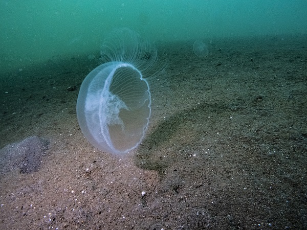 Foto - İşte bu sebeple denizanası popülasyonu artıyor