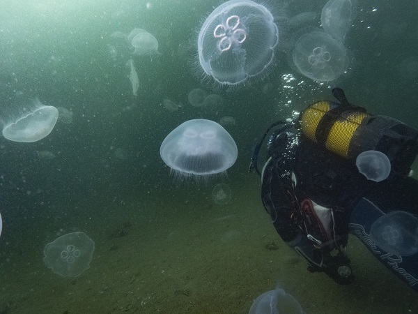 Foto - İşte bu sebeple denizanası popülasyonu artıyor