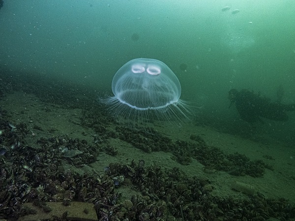 İşte bu sebeple denizanası popülasyonu artıyor