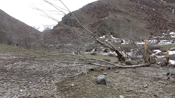 Foto - İşte çığın verdiği zarar! Karlar eridi ortaya çıktı