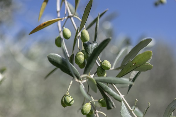Foto - İşte, Como Gölü'nün en eski zeytin değirmeni