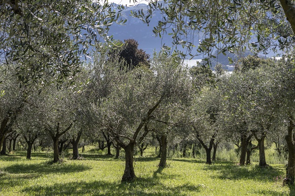 Foto - İşte, Como Gölü'nün en eski zeytin değirmeni