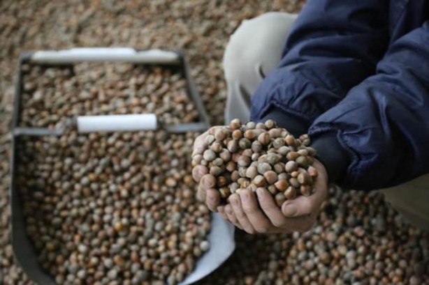 Foto - İşte çöpe attığınız fındık kabuğunun faydaları