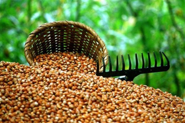 Foto - İşte çöpe attığınız fındık kabuğunun faydaları