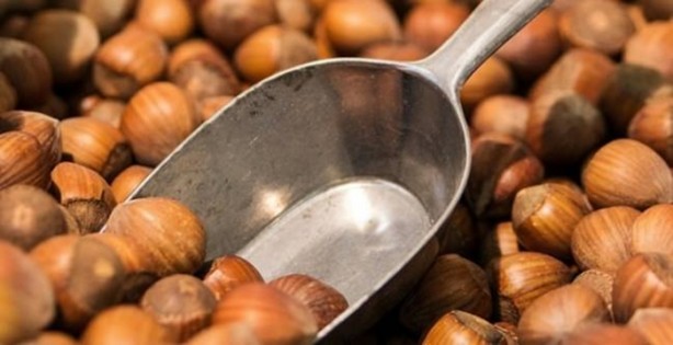 Foto - İşte çöpe attığınız fındık kabuğunun faydaları