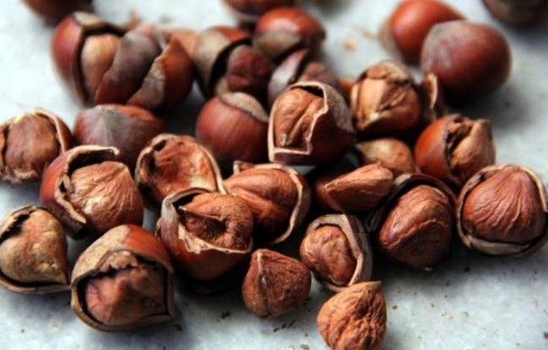 Foto - İşte çöpe attığınız fındık kabuğunun faydaları