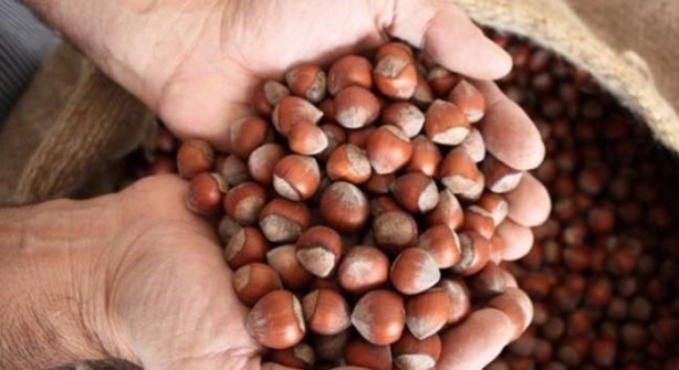 Foto - İşte çöpe attığınız fındık kabuğunun faydaları