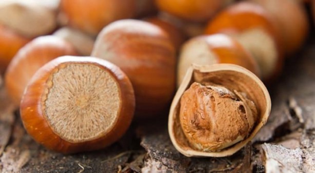 Foto - İşte çöpe attığınız fındık kabuğunun faydaları
