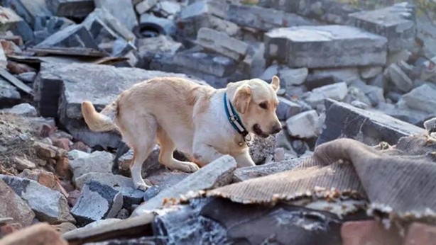 Foto - İşte depremi haber veren belirtiler!