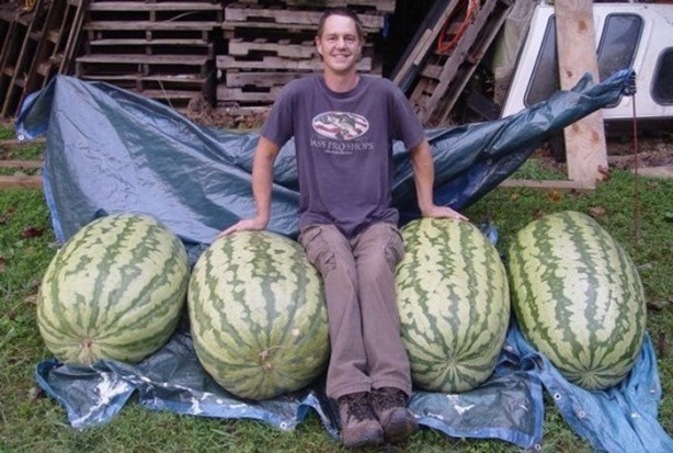 Foto - İşte dev sebzeler