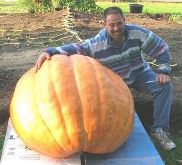 Foto - İşte dev sebzeler