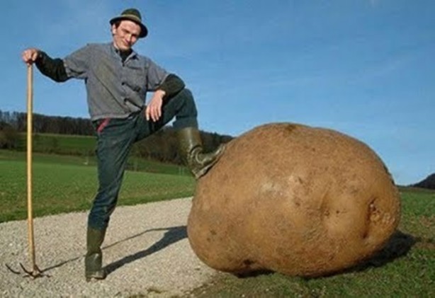 Foto - İşte dev sebzeler