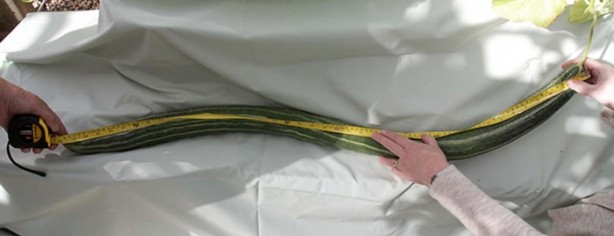 Foto - İşte dev sebzeler