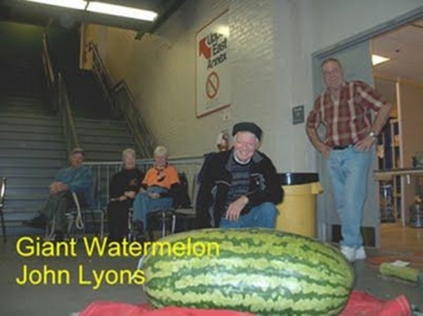 Foto - İşte dev sebzeler