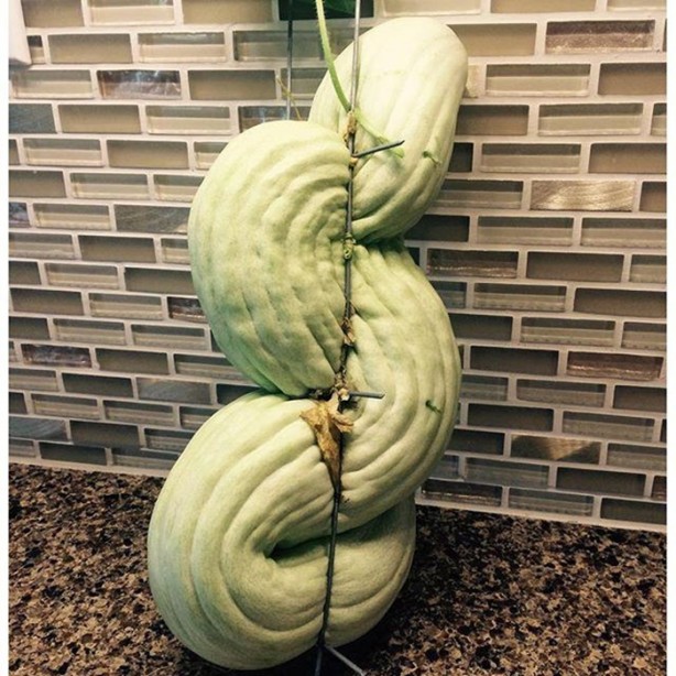 Foto - İşte dev sebzeler