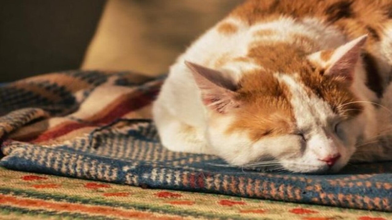 Foto - İşte dikkat çeken sonuçlar! Türkiye'de en çok tercih edilen hobiler açıklandı