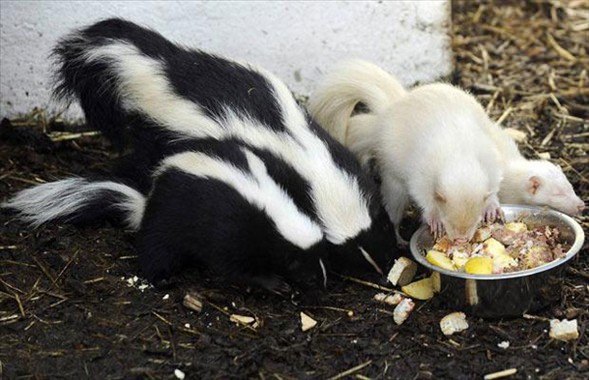 Foto - İşte doğadaki albino hayvanlar
