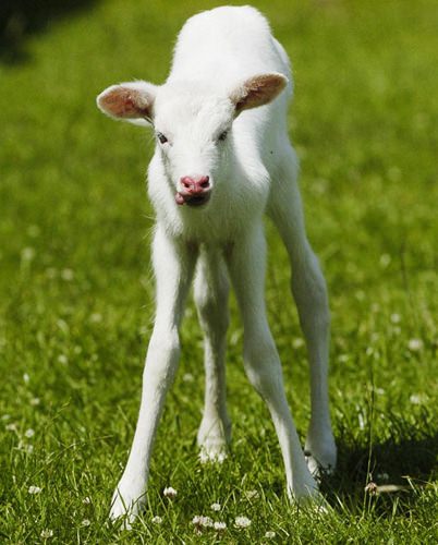 Foto - İşte doğadaki albino hayvanlar