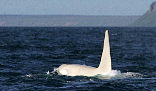 Foto - İşte doğadaki albino hayvanlar