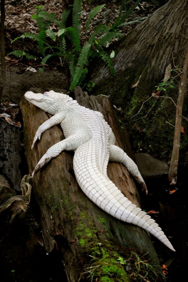 Foto - İşte doğadaki albino hayvanlar