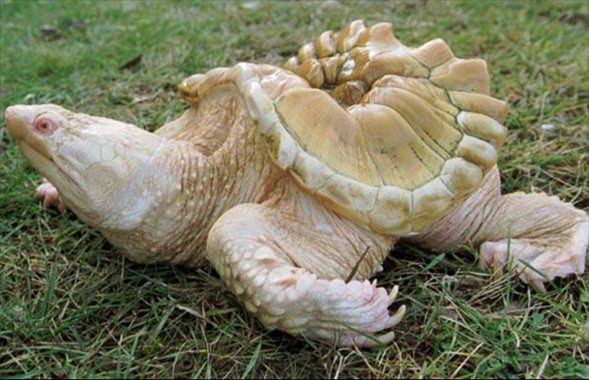 Foto - İşte doğadaki albino hayvanlar
