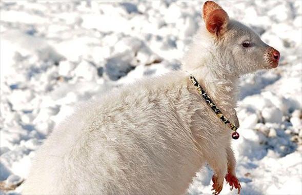 Foto - İşte doğadaki albino hayvanlar