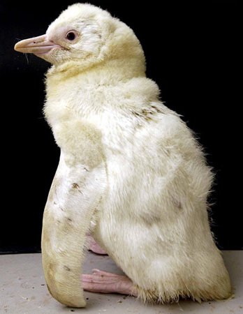 Foto - İşte doğadaki albino hayvanlar